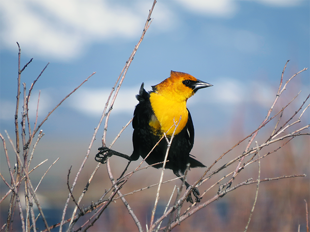 Yellow-headed Blackbird Photo by Simon Thompson